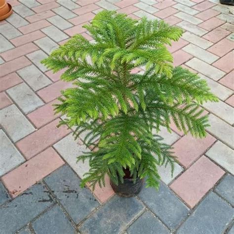 Araucaria / Christmas Tree in 4 Inch Plastic Pot