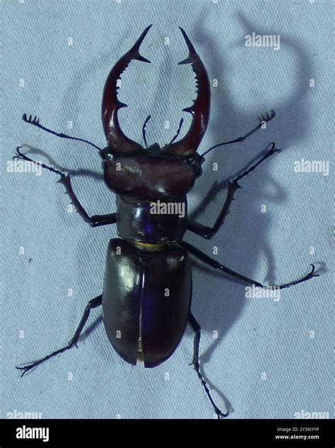 Giant Stag Beetle (Lucanus elaphus) Insecta Stock Photo - Alamy