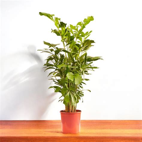 Buy fishtail palm plant online at best price from plantsguru