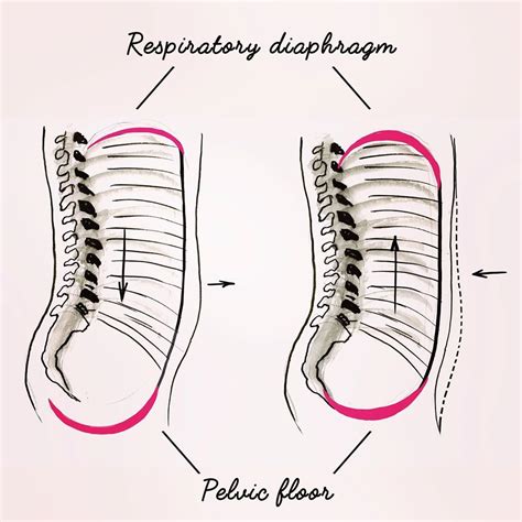 Pelvic Diaphragm, Diaphragmatic Breathing, Deep Squat, Pfs, Yoga ...