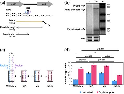 In the absence of antibiotics, wblC transcription is attenuated at the ...