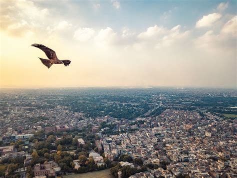 Ornithophobia Is the Fear of Birds