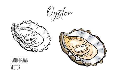 Marisco ostra desenho de linha gravura vetor comida desenhada à mão ...