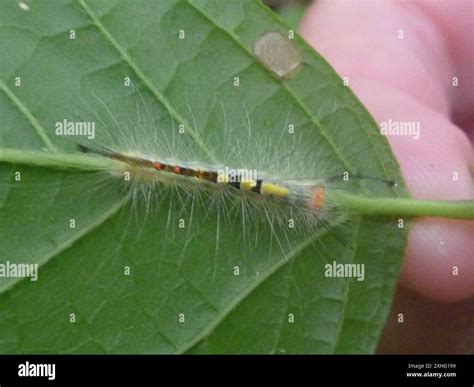 White-marked Tussock Moth (Orgyia leucostigma Stock Photo - Alamy