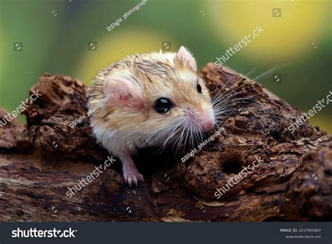 Closeup Photo Fat Tailed Gerbil Pachyuromys Stock Photo 2217601807 ...