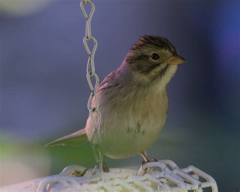 Spizella sp./American Tree Sparrow - eBird
