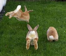 Image result for Cute Baby Bunny Jumping