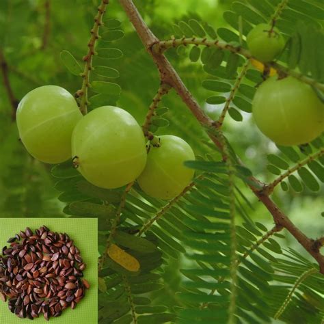 Pioneer Agro Industry Indian Gooseberry Amla, Usiri, Nelli Tree Seed ...