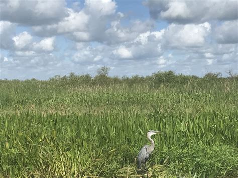 Florida Everglades Airboat and Alligator Park from Orlando 2022 - Viator
