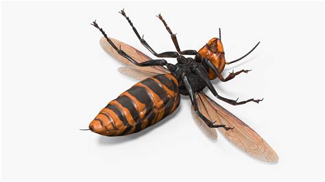 Giant Asian Hornet Basic Pose 3D model | 3D Molier International