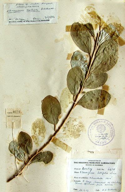 Elaeagnus latifolia
