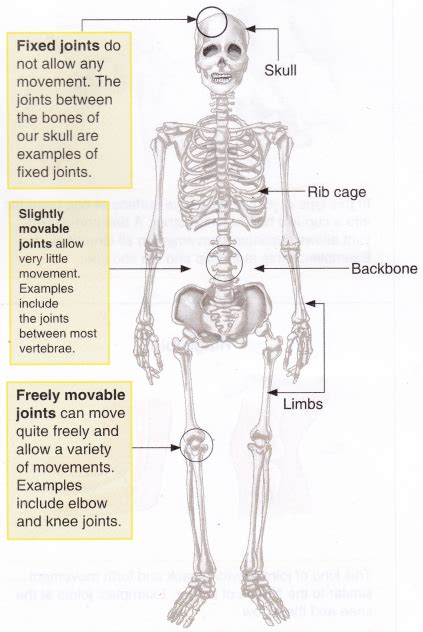 Image result for Human Skeleton Function
