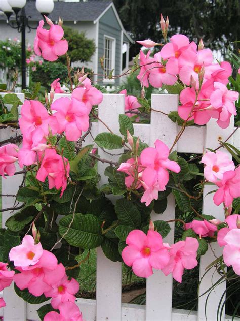 25 Best Full Sun Flowers : Flowers That Survive In Heat | Gardenoid