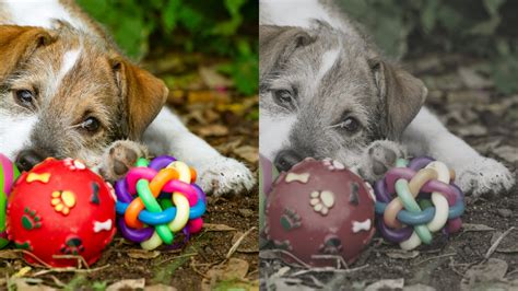 How Dogs See Humans 的图像结果