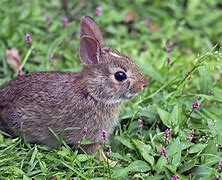 Image result for Baby Eastern Cottontail Rabbit Drawing