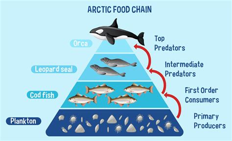 Antarctic Food Web