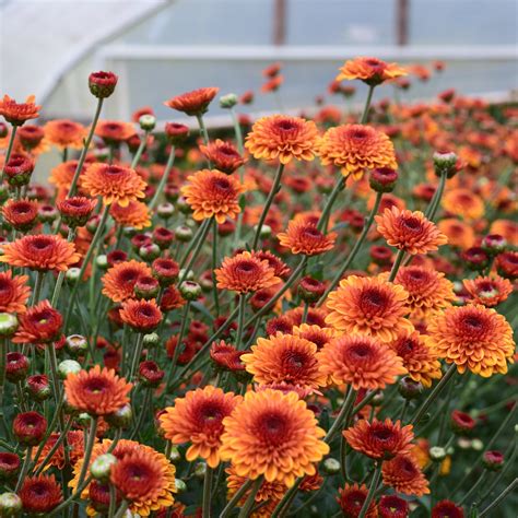 Heirloom Chrysanthemum 'Kelvin Tattoo' – 3 Porch Farm