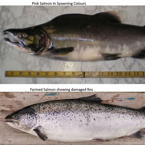 Pink Salmon Spawning