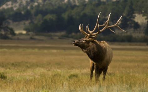 Elk Wallpapers - Wallpaper Cave