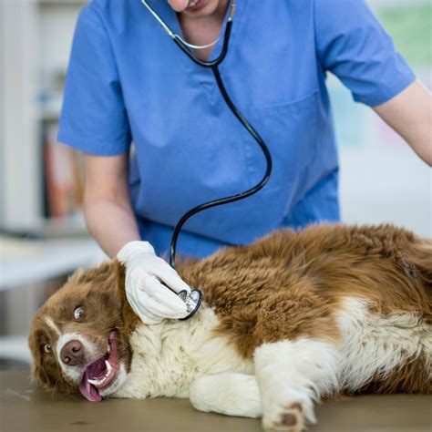 Why Your Pet Needs Regular Checkups – New Market Animal Hospital