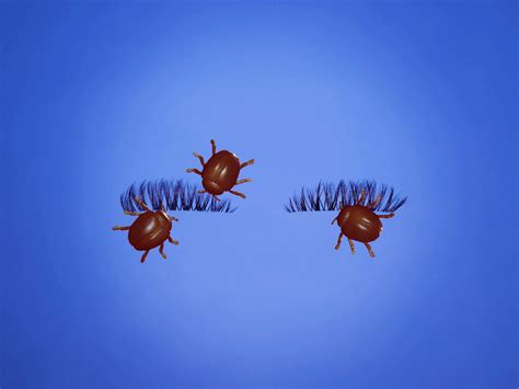 Is it true that there are little bugs living in your eyelashes? - The Washington Post