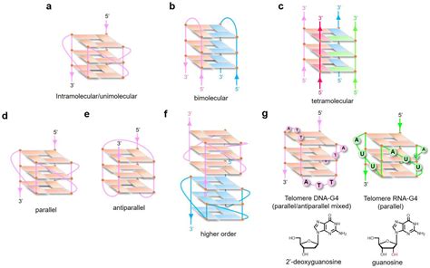 Perspectives for Applying G-Quadruplex Structures in Neurobiology and Neuropharmacology