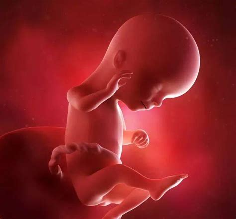 怀孕1~10个月，胎儿发育变化全过程！想“修炼成人”还得过四关 - 哔哩哔哩