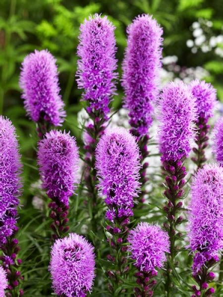 Image result for liatris images