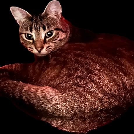 Delphi FE0115 Electric Fuel Pump Motor : Amazon.in: Car & Motorbike