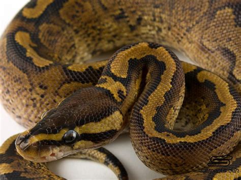 Paint Ball Python 的图像结果
