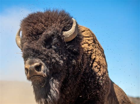 Bison Humans 的图像结果