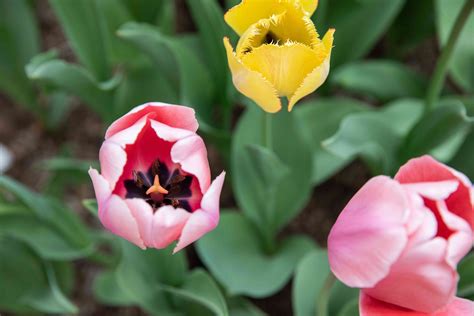 Tulips: Plant Care & Growing Guide