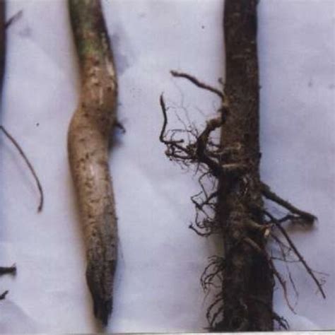 Image result for Root Rot Hibiscus