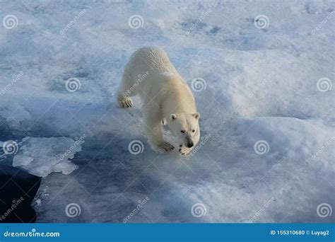 Polar Bear on an Ice Floe. Arctic Predator Stock Photo - Image of animal, manitoba: 155310680