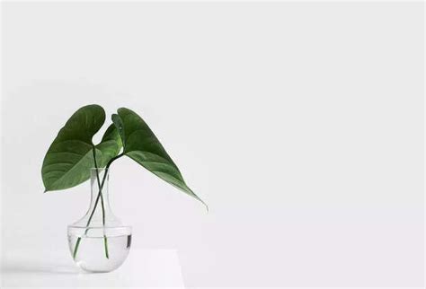 Minimalism Was Invented by Indian Sages, Not Silicon Valley