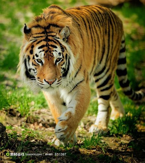 东北虎摄影图片 - 素材公社 tooopen.com | Tiger photography, Amur tiger, Pet tiger