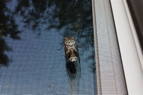 Install Window Screen Inside 的图像结果