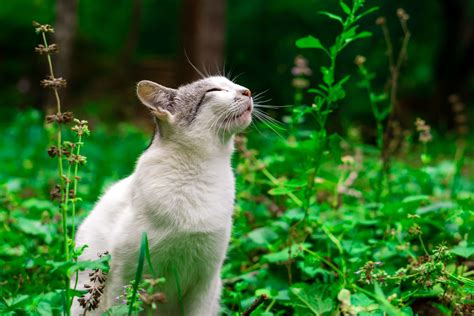 How Far Can Cats Smell? The Secret Superpower Of Your Cat's Nose