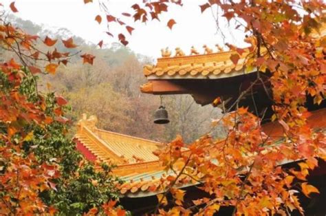 深圳秋天看红叶和银杏的地方有哪些_旅泊网