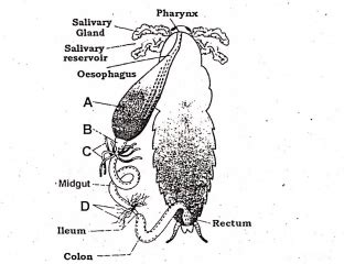 Identify structures A to D - A B C D (a) Gizzard Crop Hepatic caecae ...
