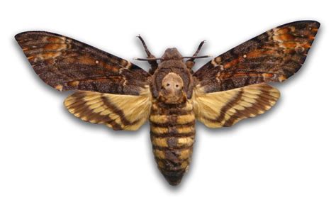 Deaths Head Moth