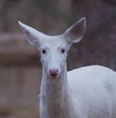 White Deer, White-tailed Deer Photo, Nature Photography, Leucistic Deer ...