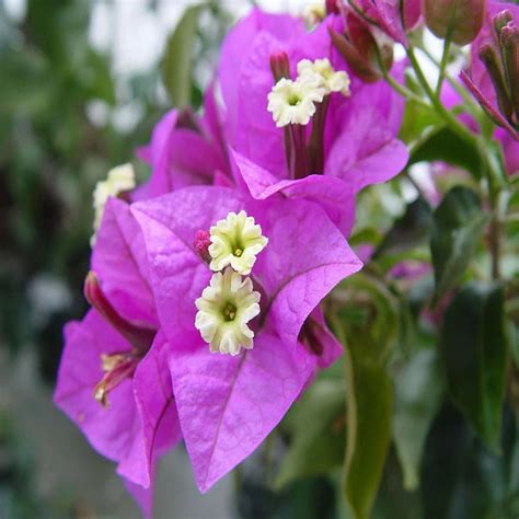 Bougainvillea Glabra (Formosa)- Flowering shurbs — Saharanpur Nursery