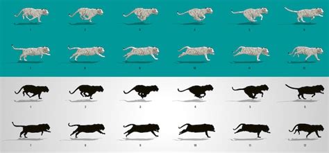 Image result for Tiger Run Cycle Animation