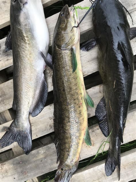 Is this a bowfin or snakehead? : r/Fishing
