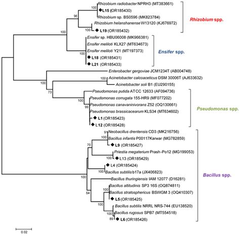 The Beneficial Effects of Inoculation with Selected Nodule-Associated ...