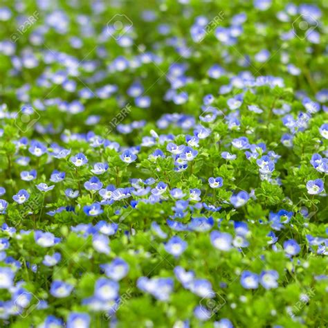 Blue small wildflowers. Fresh small light blue flowers (forget-me-not ...