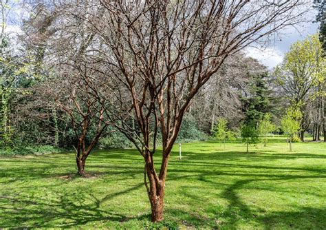 Five great ‘naked’ trees or shrubs for the winter garden – The Irish Times