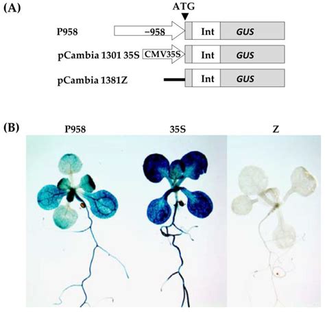 Phytohormones as Regulators of Mitochondrial Gene Expression in ...
