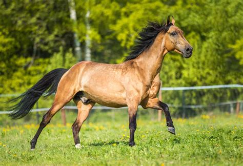 Rarest horse breeds in the world - critical and threatened horse breeds